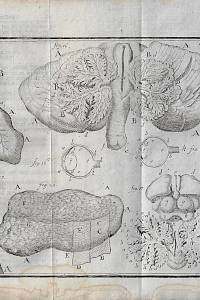 Heister, Laurent – D. Laurentii Heisters, [...] Compendium Anatomicum : das ist Kurzer Begriff ...