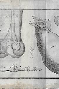 Heister, Laurent – D. Laurentii Heisters, [...] Compendium Anatomicum : das ist Kurzer Begriff ...