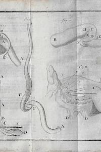 Heister, Laurent – D. Laurentii Heisters, [...] Compendium Anatomicum : das ist Kurzer Begriff ...